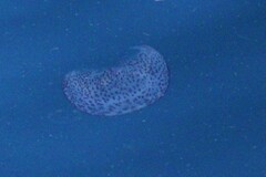 Pelagia noctiluca