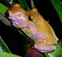 Dendropsophus ebraccatus