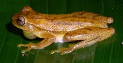 Dendropsophus microcephalus