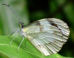 Dismorphia zathoe pallidula