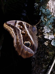 Eryphanis aesacus