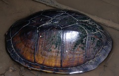 Kinosternon scorpioides