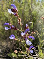 Salvia chamelaeagnea