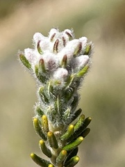Phylica intrusa