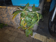 Ficus virens