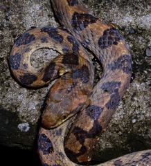 Leptodeira