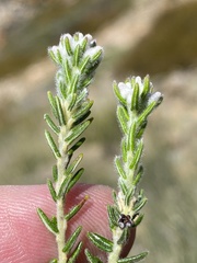 Phylica intrusa