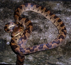Leptodeira
