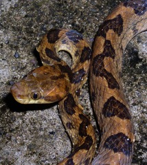 Leptodeira