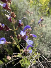 Salvia chamelaeagnea