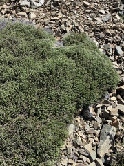 Phylica intrusa