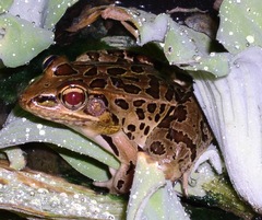 Lithobates forreri