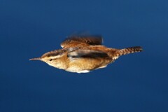 Cistothorus palustris