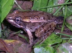 Lithobates taylori