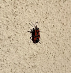 Lygaeus equestris