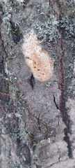Lymantria dispar
