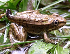 Lithobates taylori