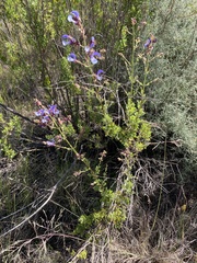Salvia chamelaeagnea