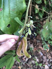Mucuna