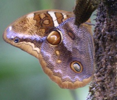 Opoptera staudingeri