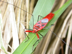 Macrocheraia grandis