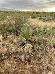 Yucca baccata brevifolia