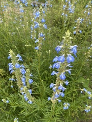 Salvia uliginosa