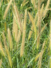 Cenchrus polystachios