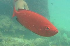 Priacanthus
