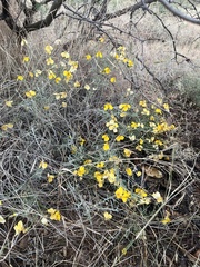 Psilostrophe cooperi