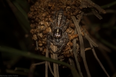 Sandalodes bipenicillatus