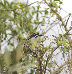 Pogoniulus bilineatus