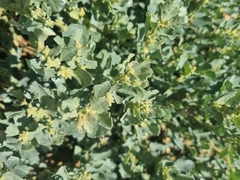 Atriplex vestita