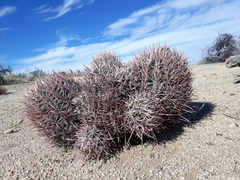Homalocephala polycephala