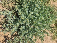 Atriplex vestita