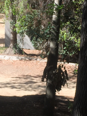 Sciurus niger rufiventer