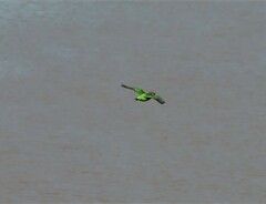 Poicephalus cryptoxanthus