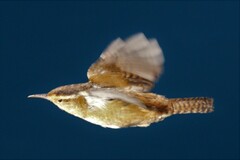 Cistothorus palustris