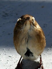 Cistothorus palustris