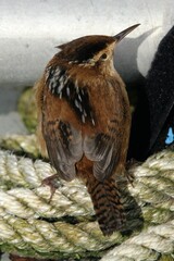 Cistothorus palustris