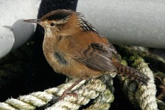 Cistothorus palustris