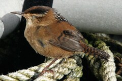 Cistothorus palustris