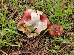 Russula sanguinea