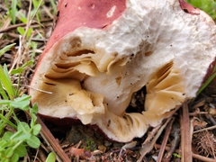 Russula sanguinea