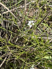 Wahlenbergia banksiana