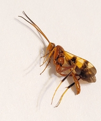 Compsocryptus texensis