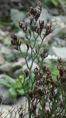 Limonium bocconei