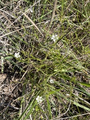 Wahlenbergia banksiana
