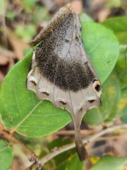 Papilio buddha
