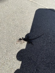 Sceloporus occidentalis